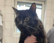 Fundtier Tier-ID 39840