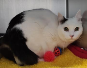 Fundtier Tier-ID 39842