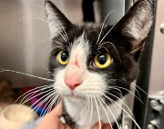 Fundtier Tier-ID 39849