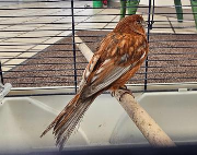 Fundtier Tier-ID 39852