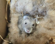 Fundtier Tier-ID 39853