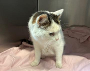 Fundtier Tier-ID 11595