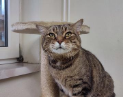 Fundtier Tier-ID 19188