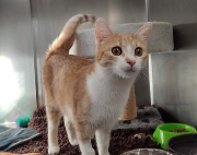 Fundtier Tier-ID 33905