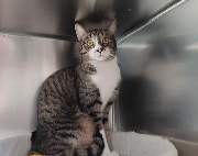 Fundtier Tier-ID 33908