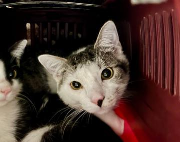 Fundtier Tier-ID 37599