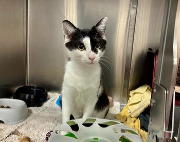 Fundtier Tier-ID 37600