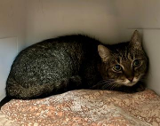 Fundtier Tier-ID 37810