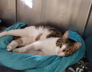 Fundtier Tier-ID 38444