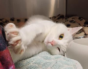 Fundtier Tier-ID 38750