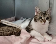 Fundtier Tier-ID 38984