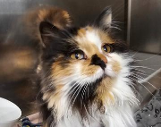 Fundtier Tier-ID 39240