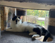 Fundtier Tier-ID 39302