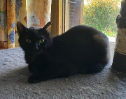 Fundtier Tier-ID 39303