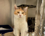 Fundtier Tier-ID 39389