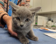 Fundtier Tier-ID 39450