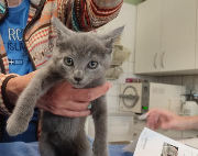 Fundtier Tier-ID 39451