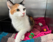 Fundtier Tier-ID 39537