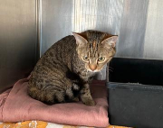 Fundtier Tier-ID 39553