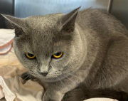 Fundtier Tier-ID 39579