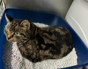 Fundtier Tier-ID 39617