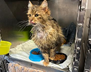 Fundtier Tier-ID 39653