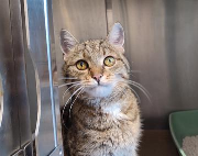 Fundtier Tier-ID 39687