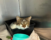 Fundtier Tier-ID 39688