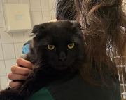 Fundtier Tier-ID 39716