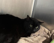 Fundtier Tier-ID 39743