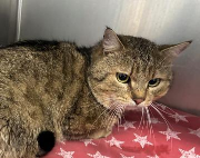 Fundtier Tier-ID 39744