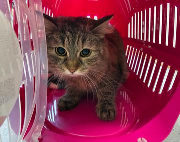 Fundtier Tier-ID 39755