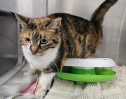 Fundtier Tier-ID 39823