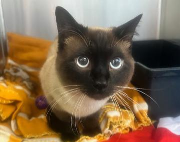 Fundtier Tier-ID 39834