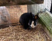 Fundtier Tier-ID 39550