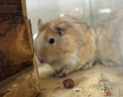 Fundtier Tier-ID 39606