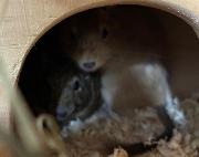 Fundtier Tier-ID 39607