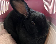 Fundtier Tier-ID 39626