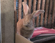 Fundtier Tier-ID 39649