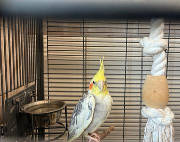 Fundtier Tier-ID 39652