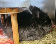 Fundtier Tier-ID 39730