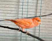 Fundtier Tier-ID 39754