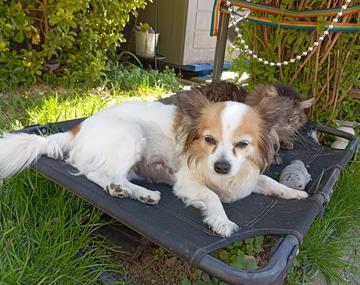 Chihuahua-Mischling