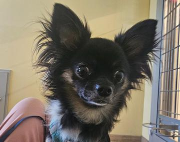 Chihuahua