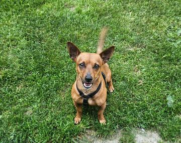 Chihuahua-Mischling