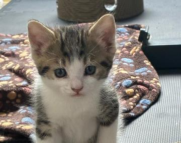 Europäische Hauskatze