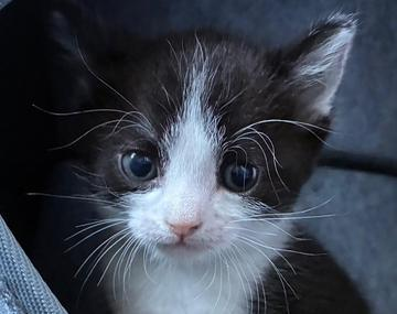 Europäische Hauskatze