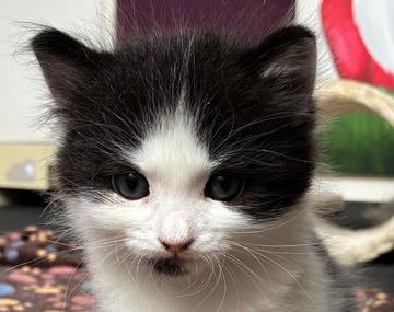 Europäische Hauskatze