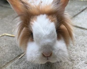 Kaninchen
