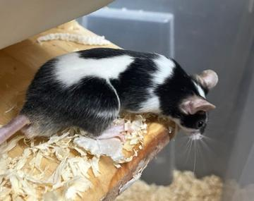 Maus